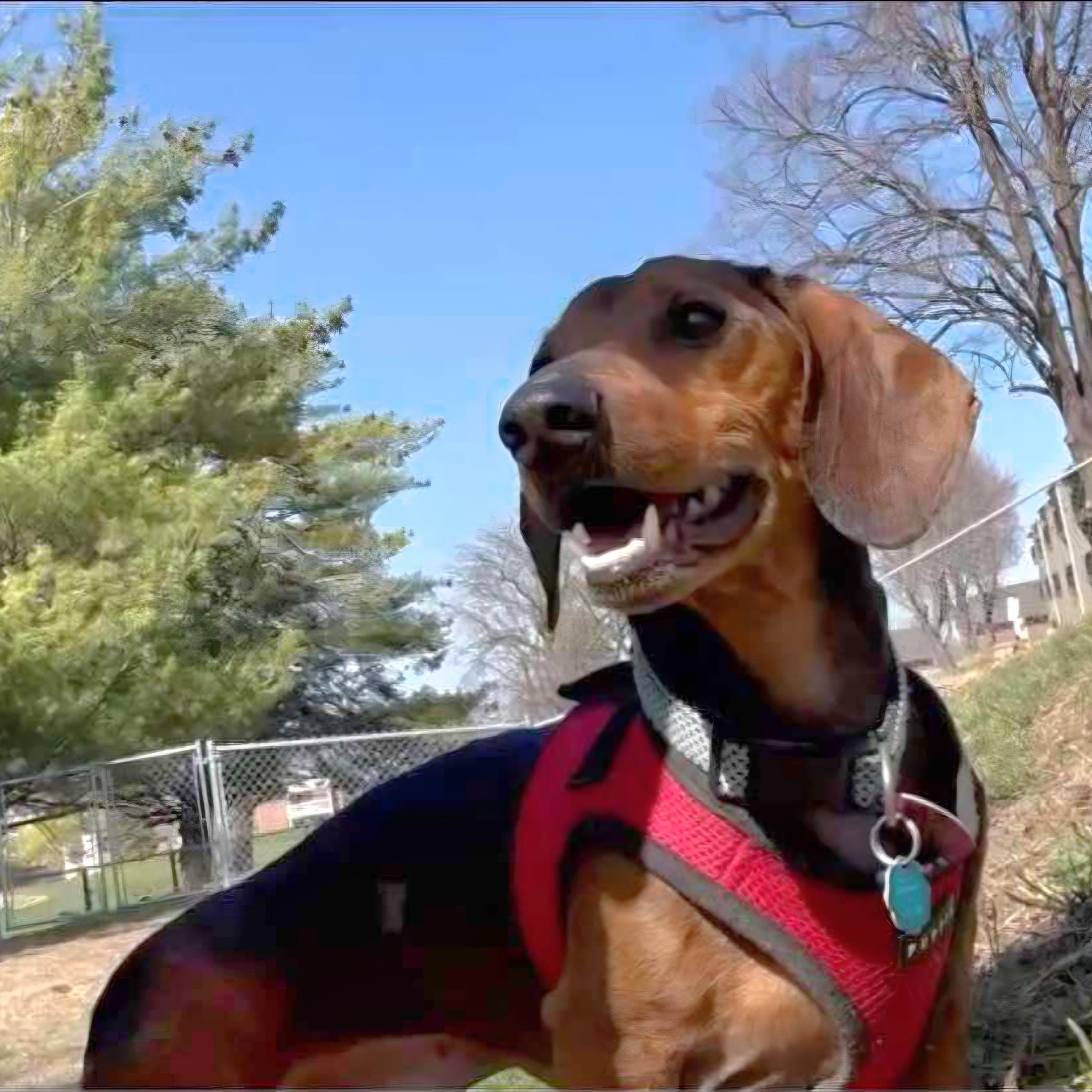 Bo, ADOPTABLE, Adult Male Dachshund & Beagle.