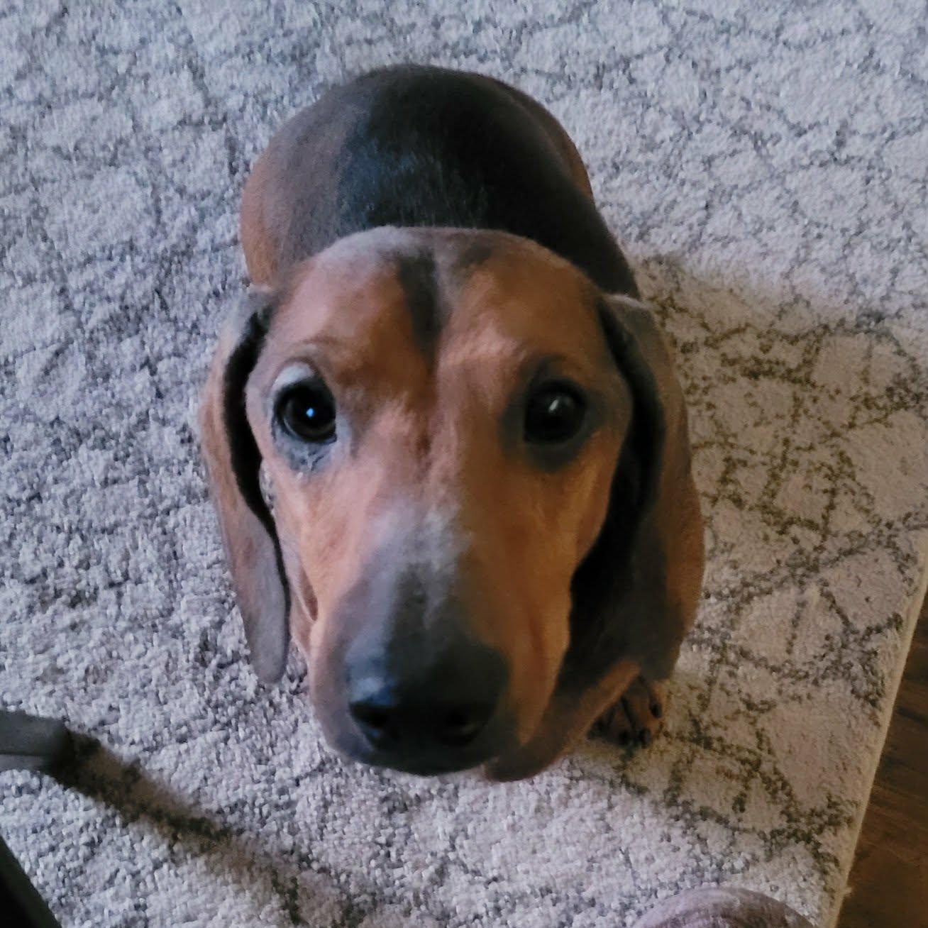 Hobo, ADOPTABLE, Adult Male Dachshund & Beagle.