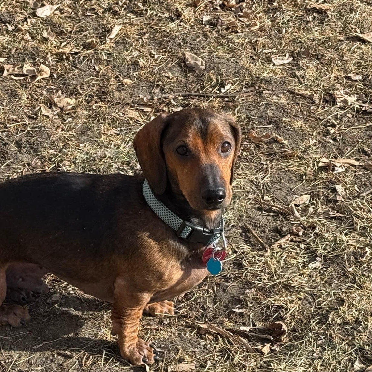 Enlarge Bo, a ADOPTABLE mixed breed in Omaha, NE image 4/5