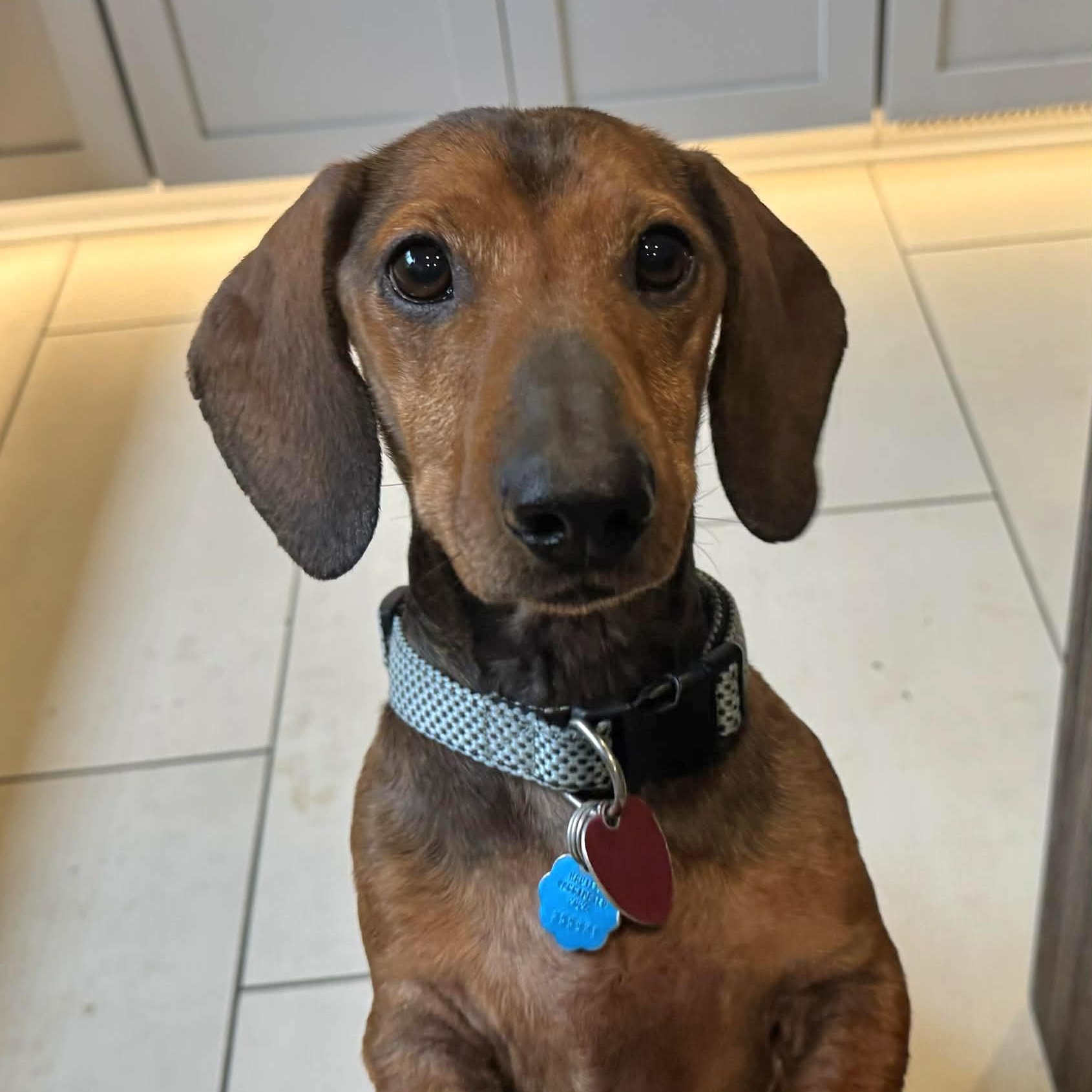 Bo, ADOPTABLE, Adult Male Dachshund & Beagle.