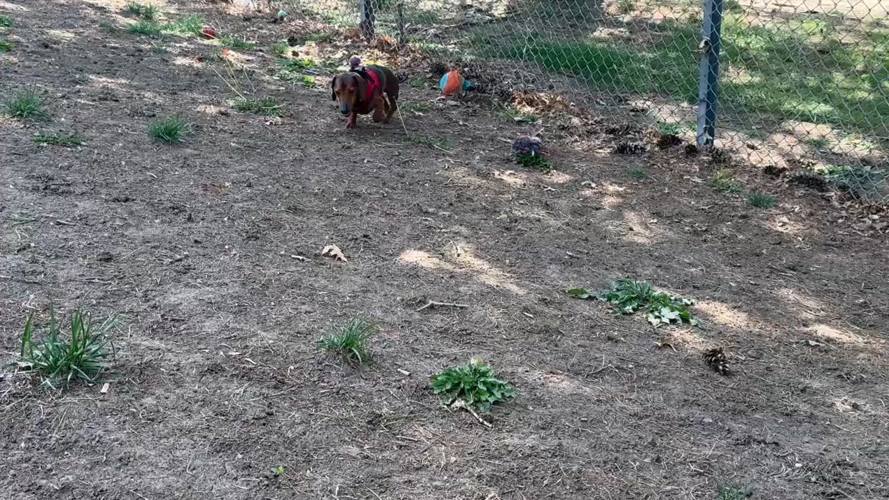Enlarge Bo, a ADOPTABLE mixed breed in Omaha, NE video 5/5