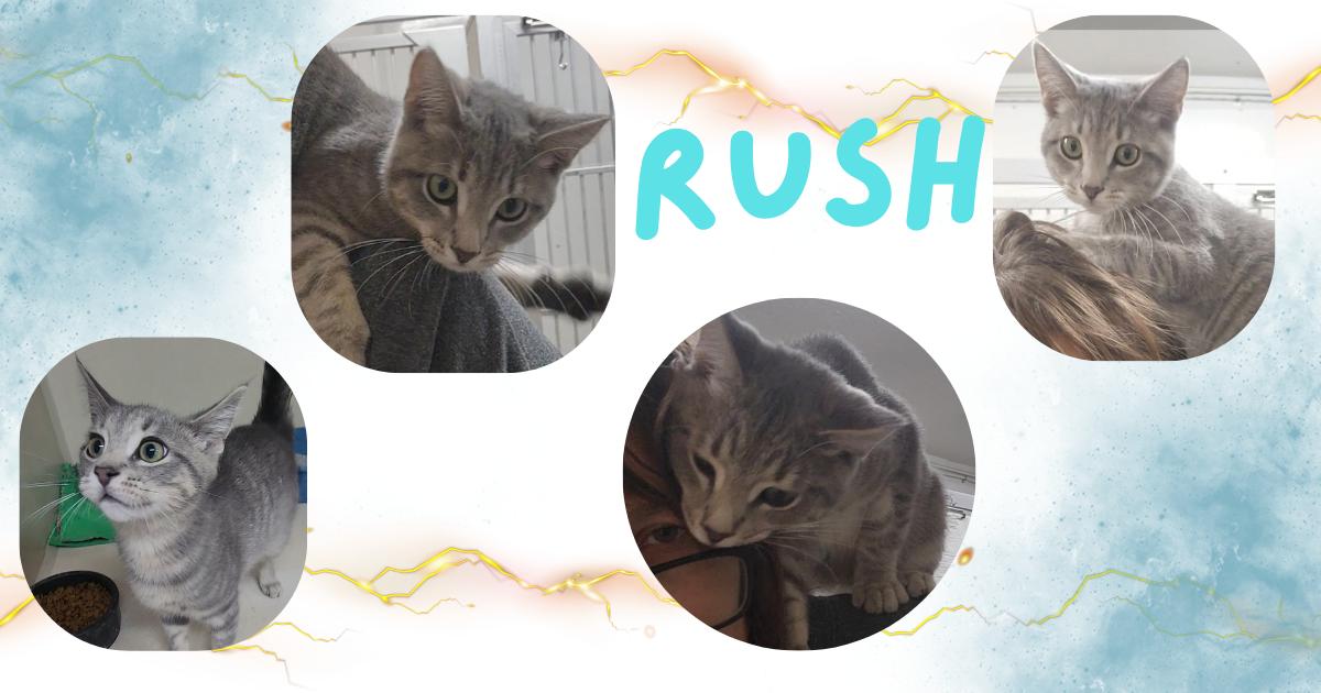Enlarge Rush, a ADOPTABLE Domestic Short Hair in Tama, IA image 1/1