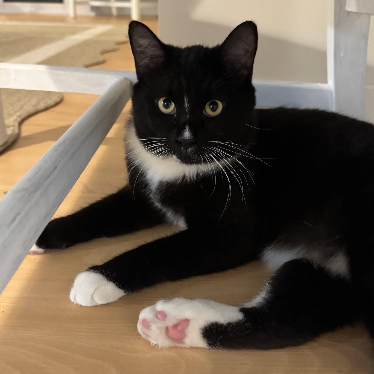 Leo, adopted, Adult Male Domestic Short Hair.