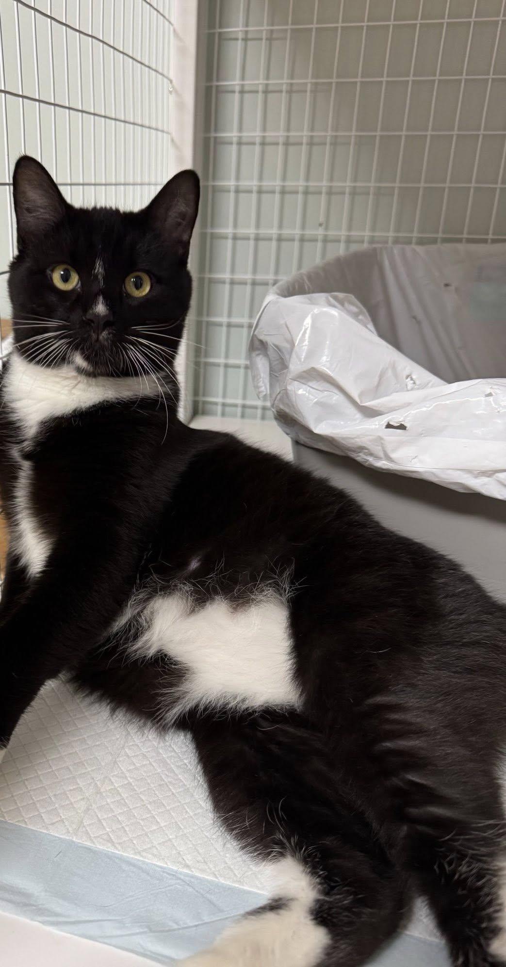 Enlarge Leo, an adopted Domestic Short Hair in Suffolk, VA image 2/2