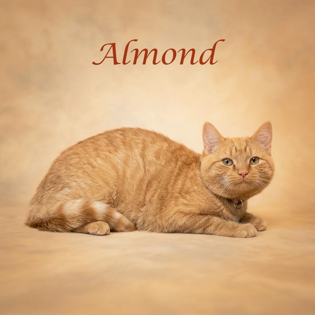 Enlarge Almond C26-200, a Adoptable Domestic Short Hair in Lebanon, TN image 1/6