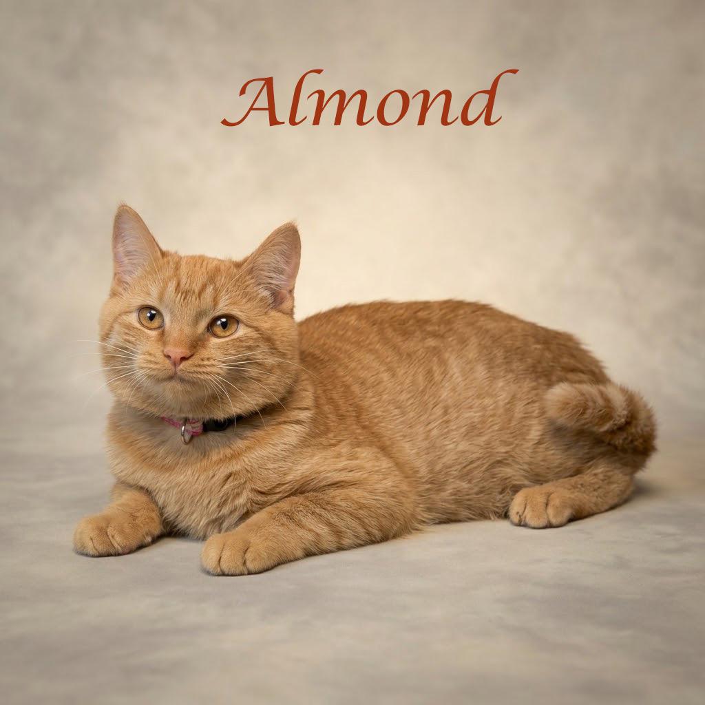 Enlarge Almond C26-200, a Adoptable Domestic Short Hair in Lebanon, TN image 2/6