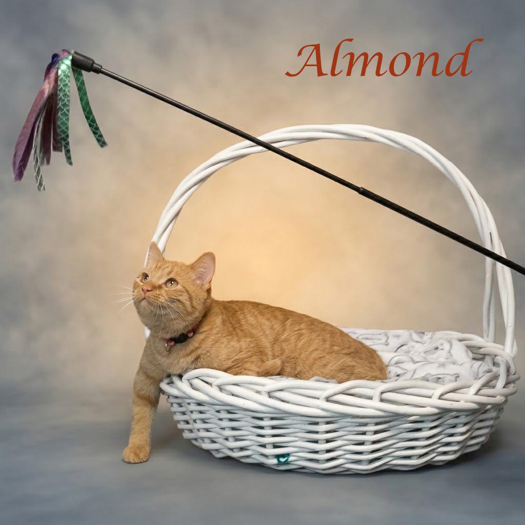 Enlarge Almond C26-200, a Adoptable Domestic Short Hair in Lebanon, TN image 3/6