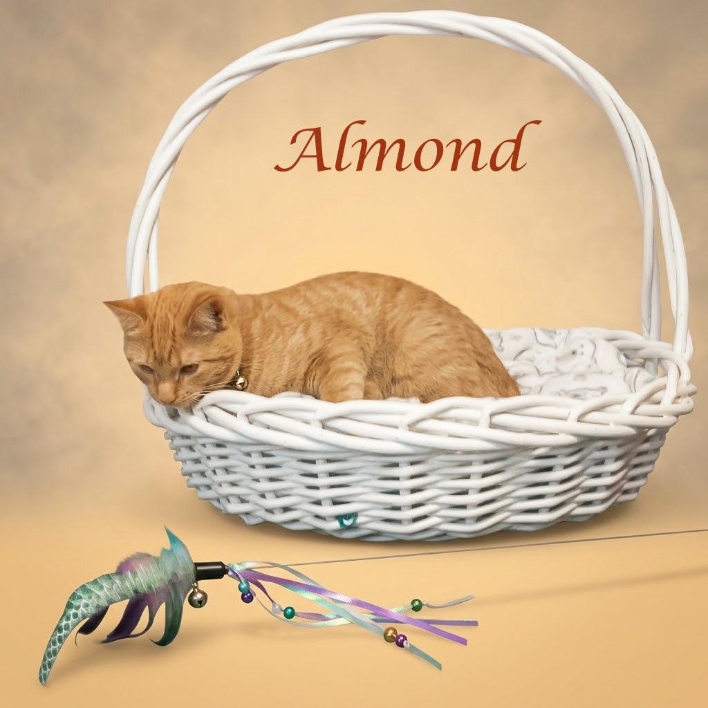 Enlarge Almond C26-200, a Adoptable Domestic Short Hair in Lebanon, TN image 4/6