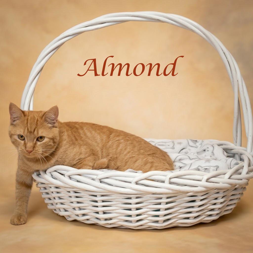 Enlarge Almond C26-200, a Adoptable Domestic Short Hair in Lebanon, TN image 5/6
