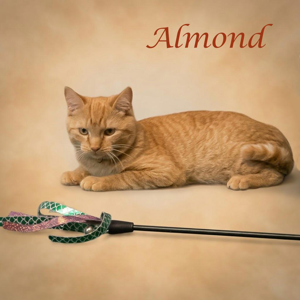 Enlarge Almond C26-200, a Adoptable Domestic Short Hair in Lebanon, TN image 6/6