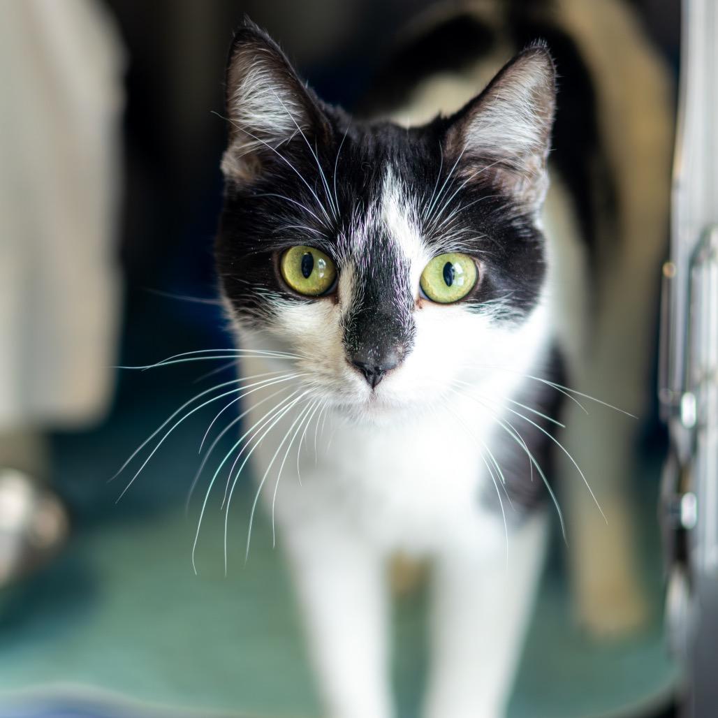 Mela — thumbnail 2