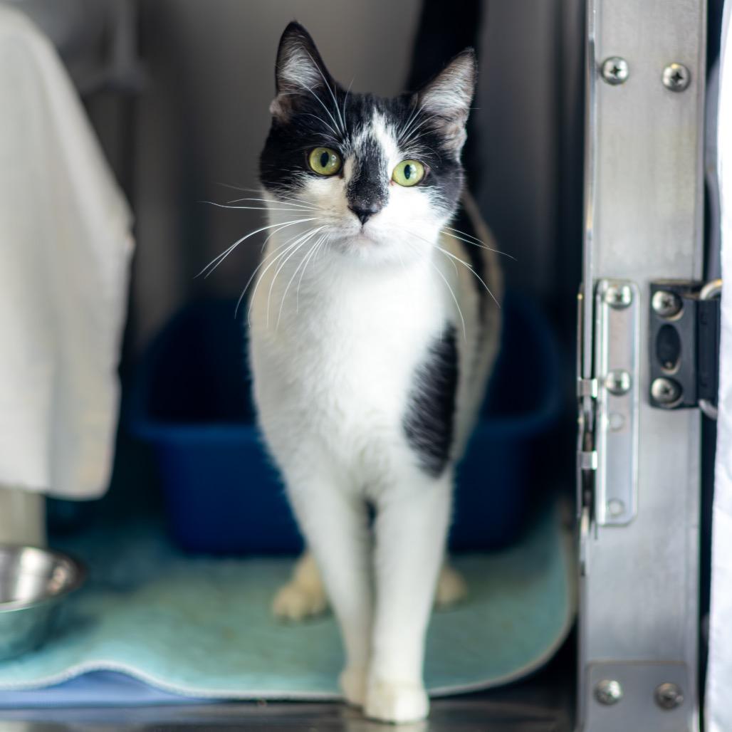 Mela — thumbnail 3