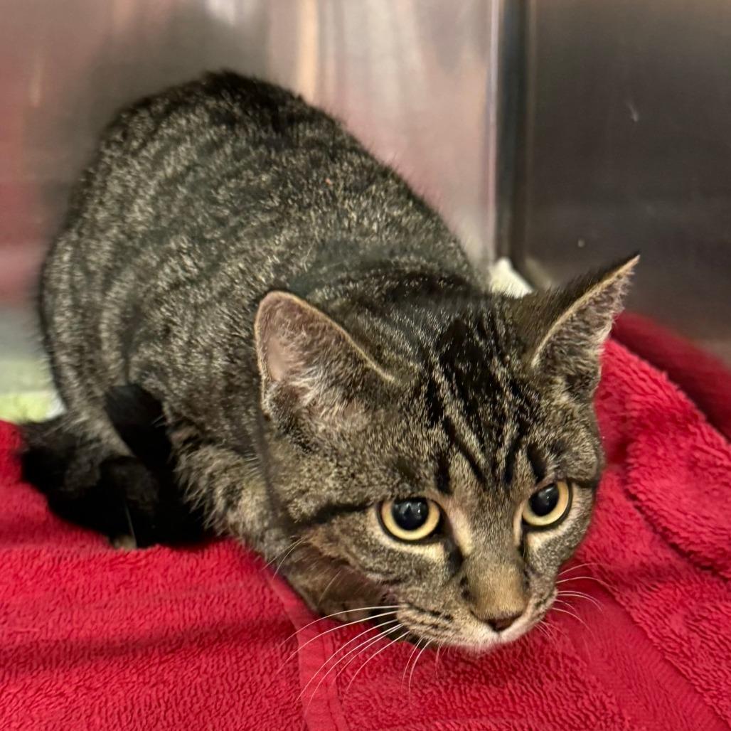 Luna C26-013, Adoptable, Young Female Domestic Short Hair.