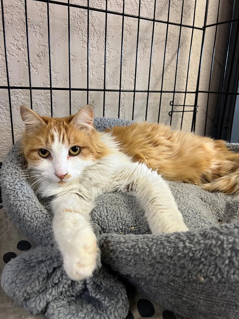 Enlarge Diamond, a Adopted Domestic Long Hair in Mira Loma, CA image 1/2