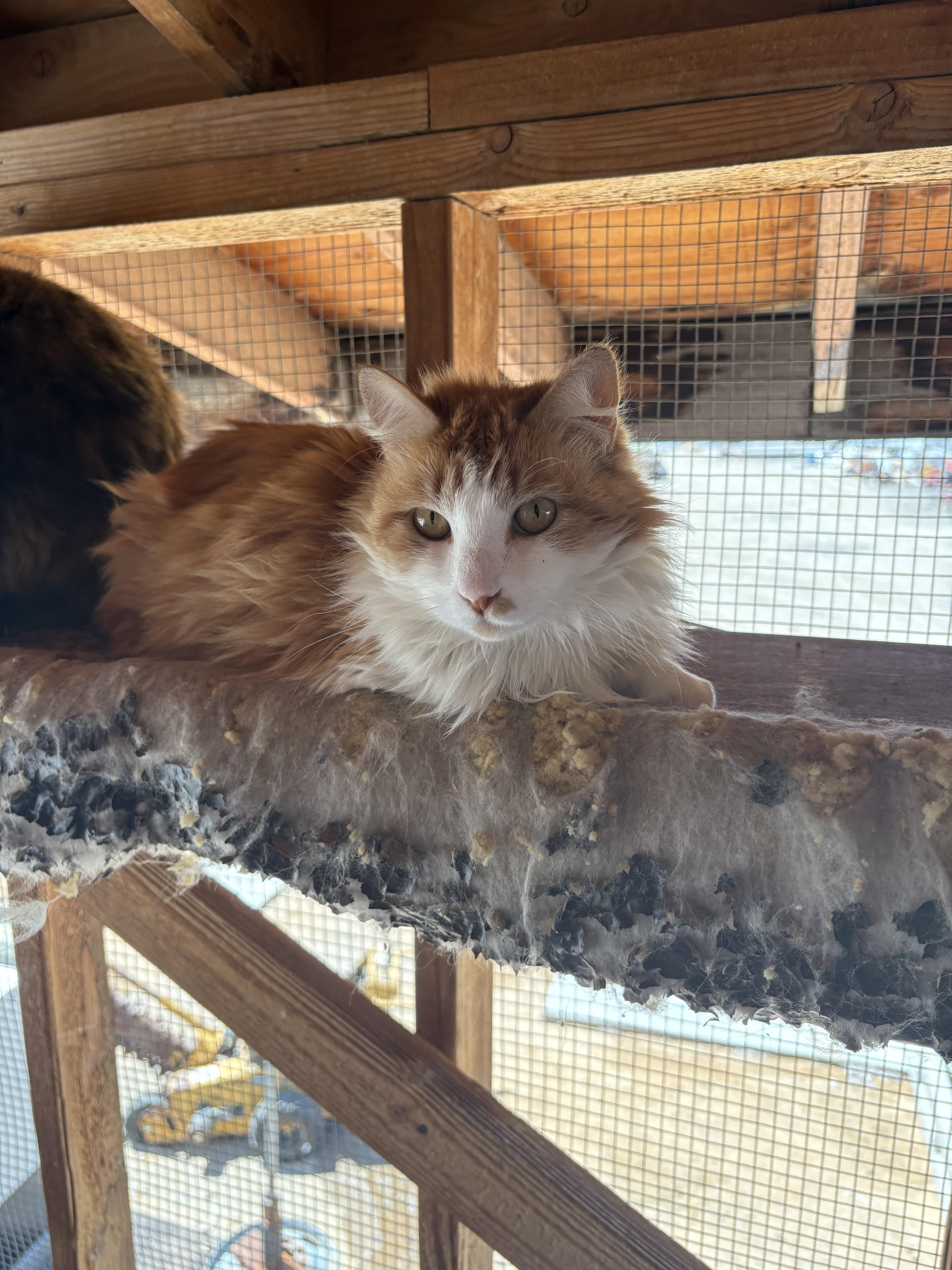 Enlarge Diamond, a Adopted Domestic Long Hair in Mira Loma, CA image 2/2