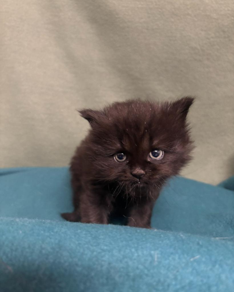 Mallow, Adoptable, Kitten Female Domestic Long Hair.