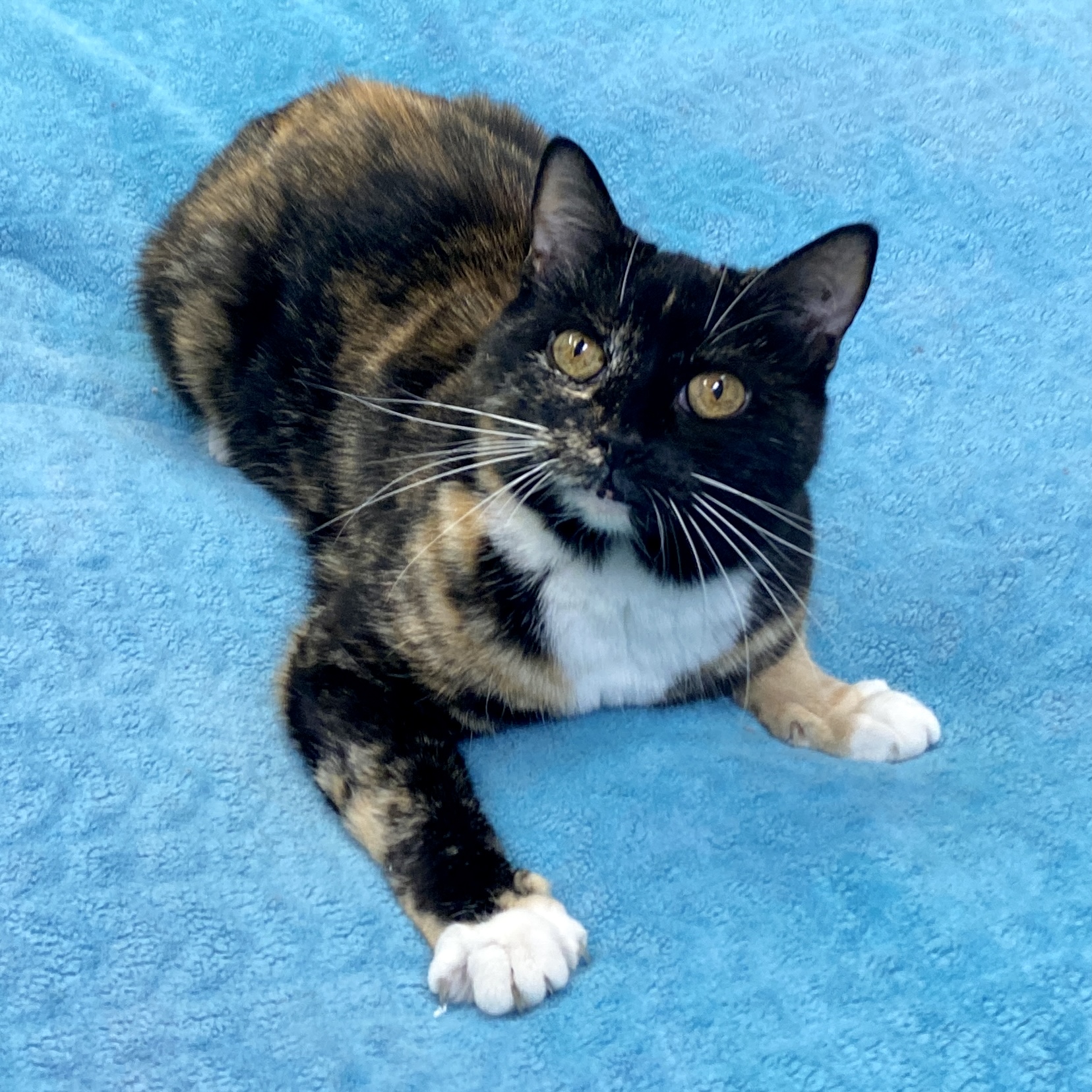 Gabby, a Adoptable Domestic Short Hair in Beacon, NY image 2/6