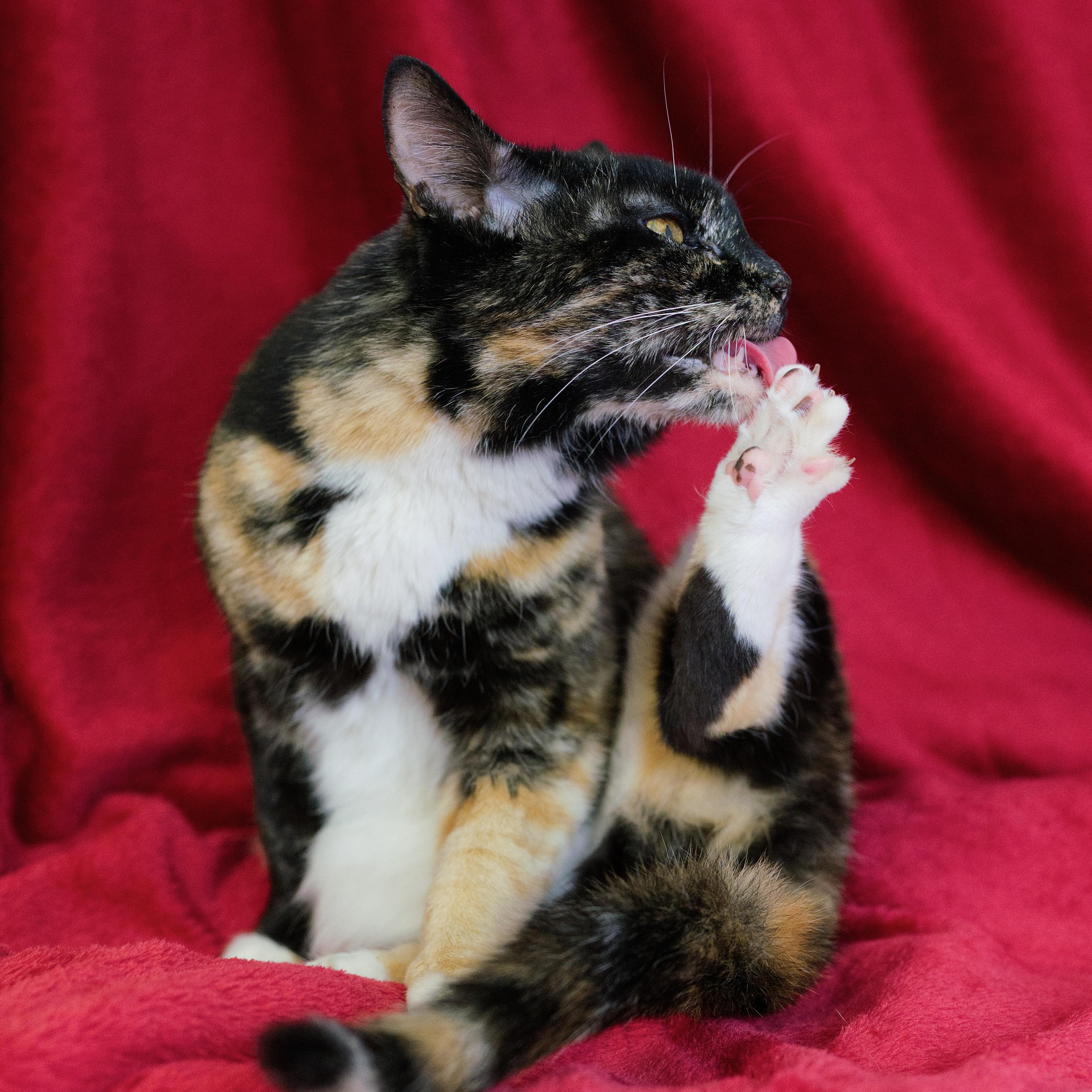 Enlarge Gabby, a Adoptable Domestic Short Hair in Beacon, NY image 2/6