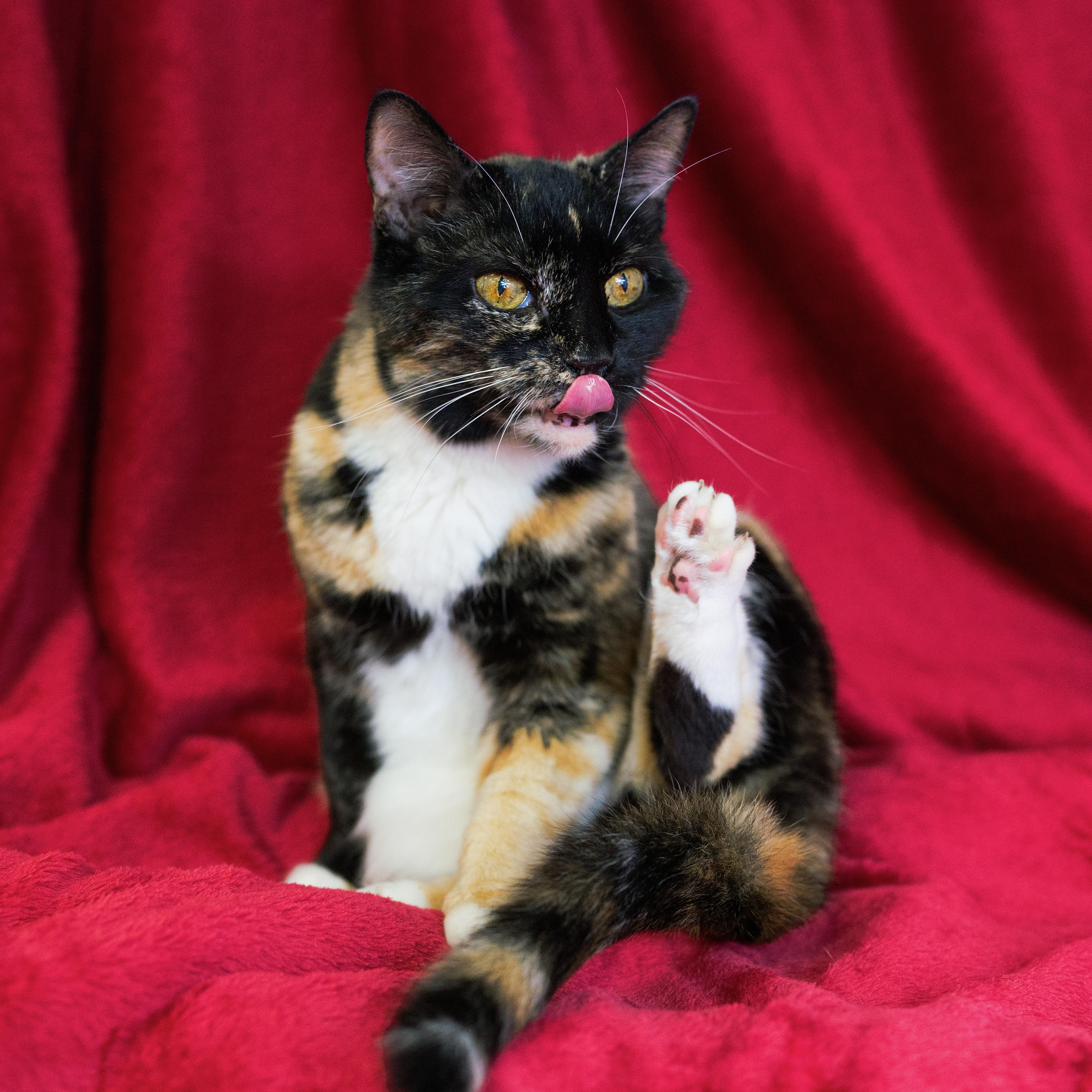 Enlarge Gabby, a Adoptable Domestic Short Hair in Beacon, NY image 1/6