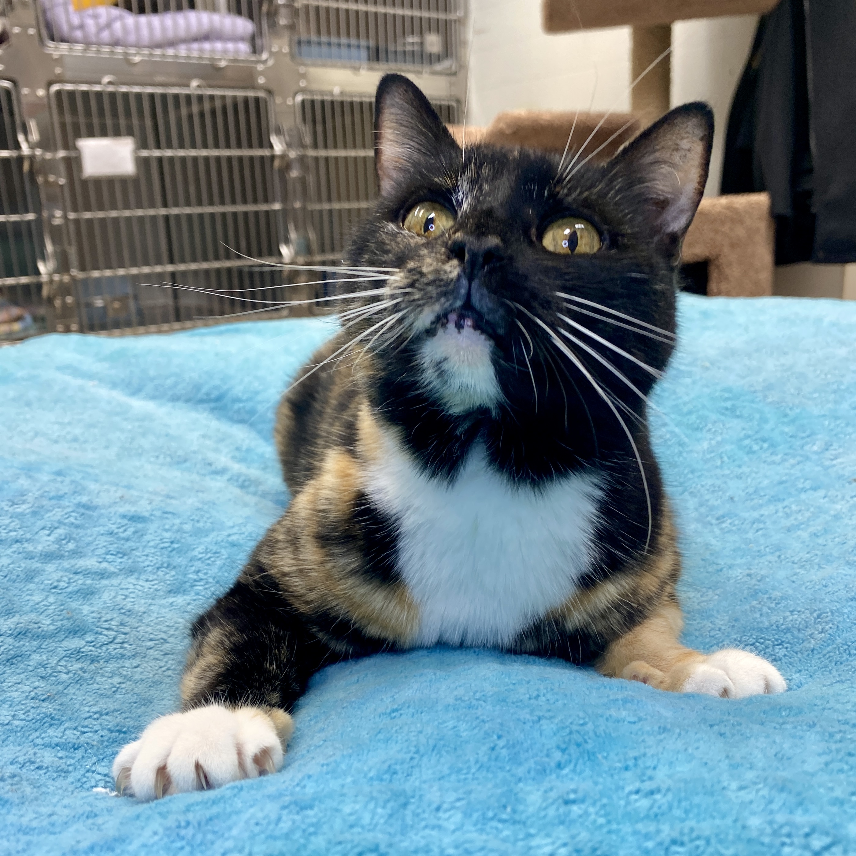 Gabby, a Adoptable Domestic Short Hair in Beacon, NY image 4/6