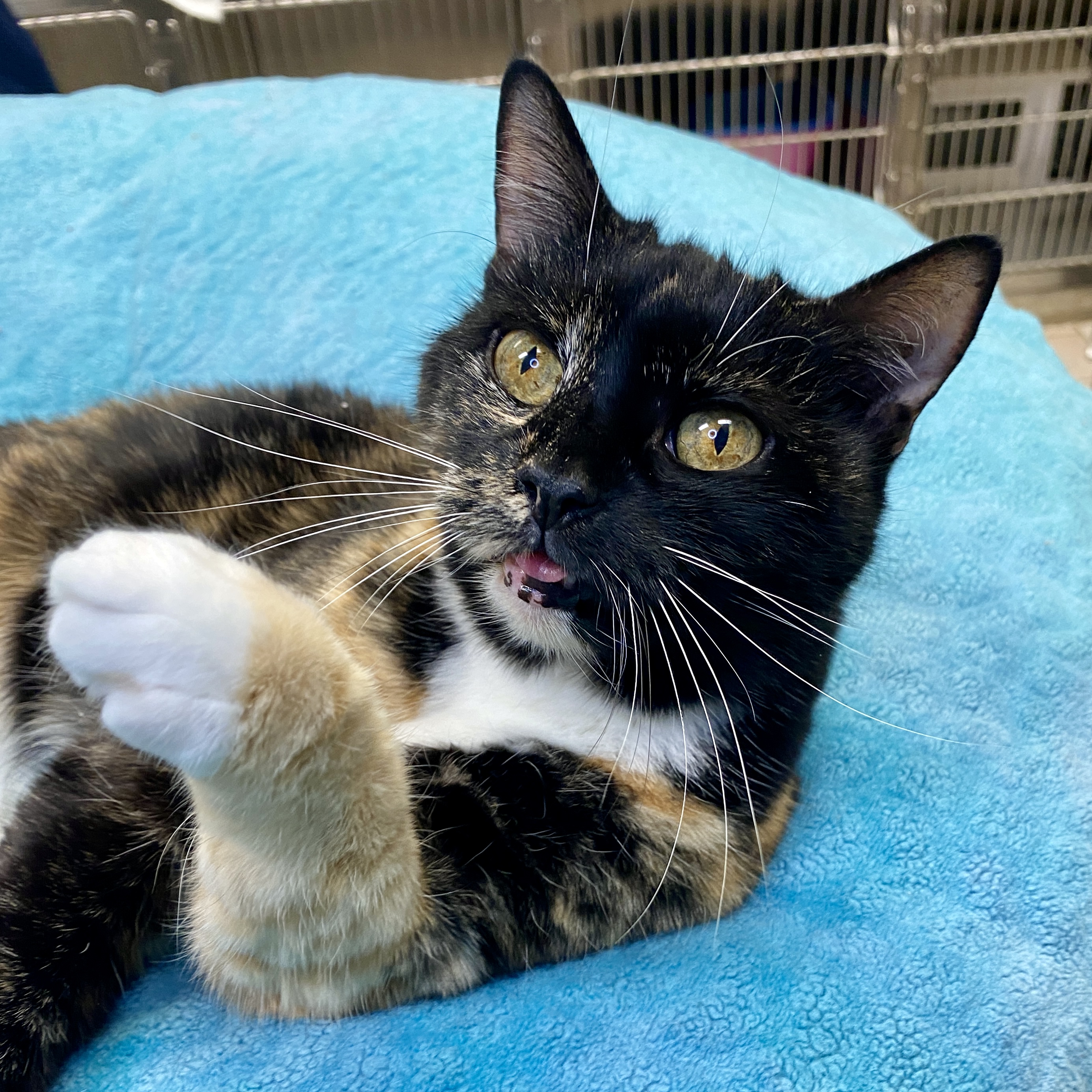 Gabby, a Adoptable Domestic Short Hair in Beacon, NY image 3/6