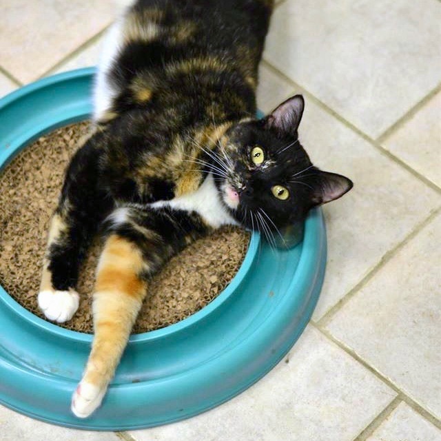 Gabby, a Adoptable Domestic Short Hair in Beacon, NY image 6/6