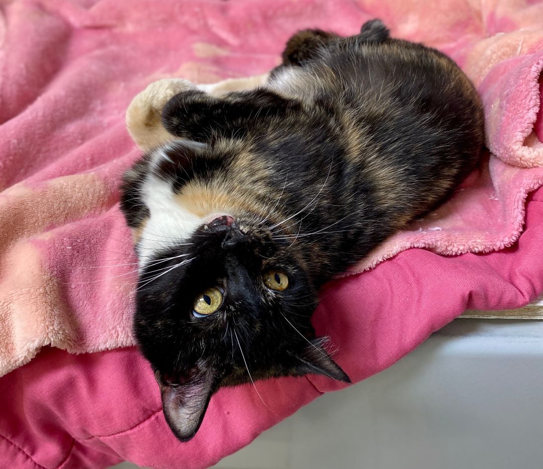 Gabby, a Adoptable Domestic Short Hair in Beacon, NY image 1/6