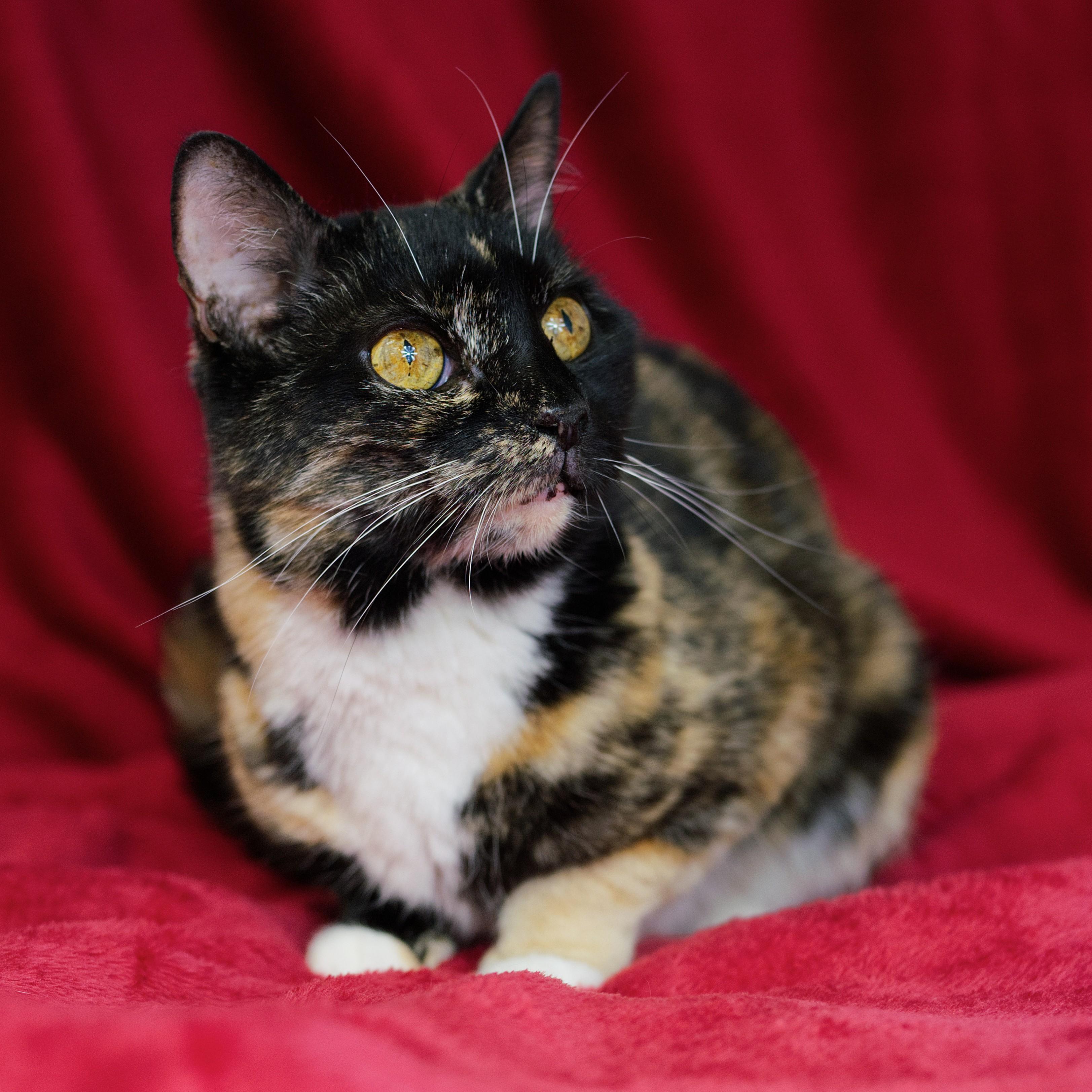 Enlarge Gabby, a Adoptable Domestic Short Hair in Beacon, NY image 3/6