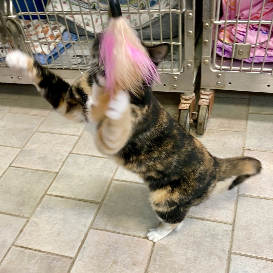 Gabby, a Adoptable Domestic Short Hair in Beacon, NY image 5/6