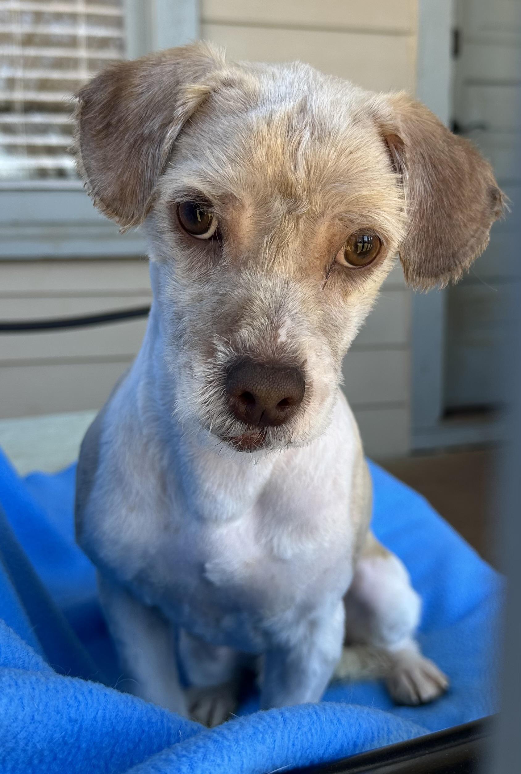 Bingo, adopted, Young Male Shih Tzu & Maltese.