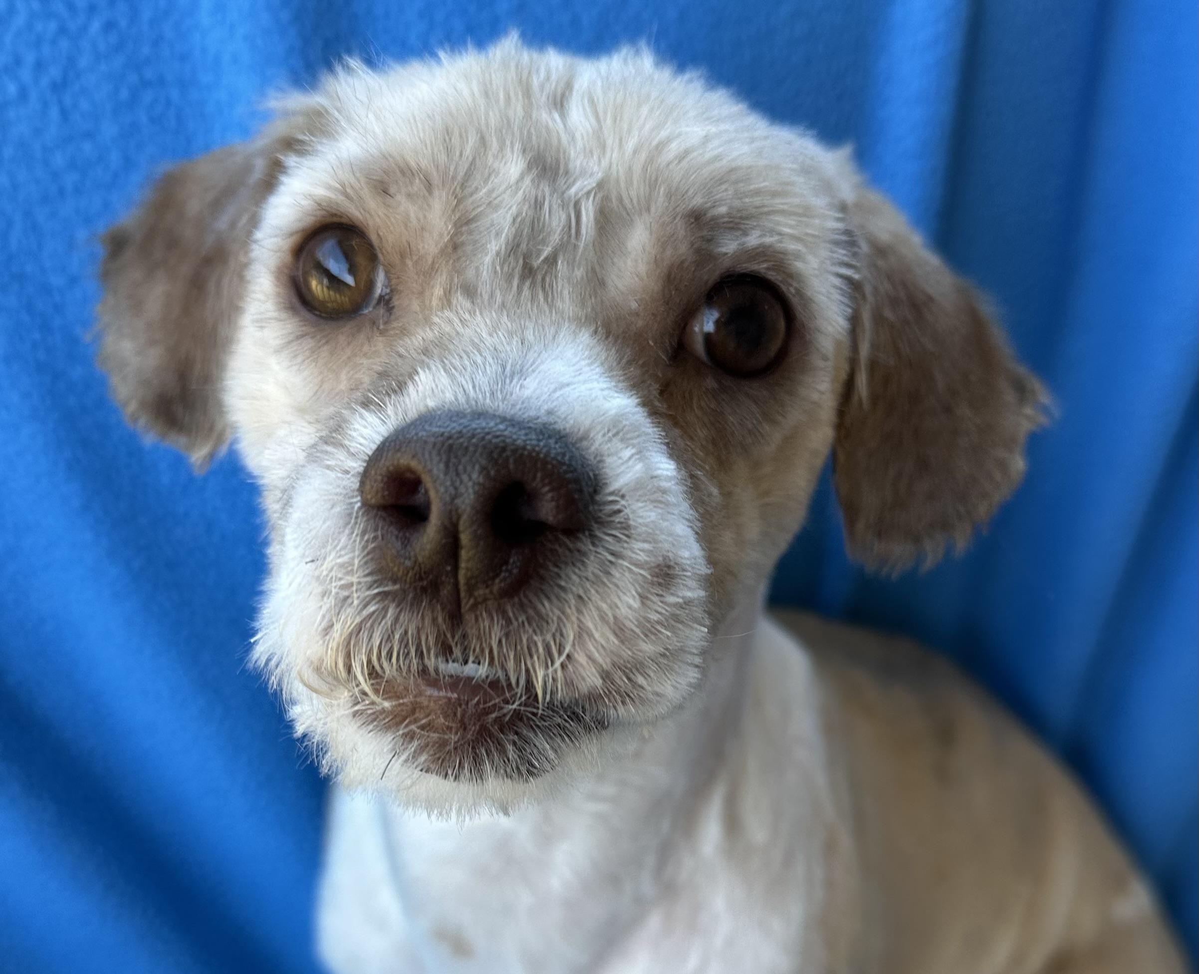 Bingo, an adopted mixed breed in Lawrenceville, GA image 3/6