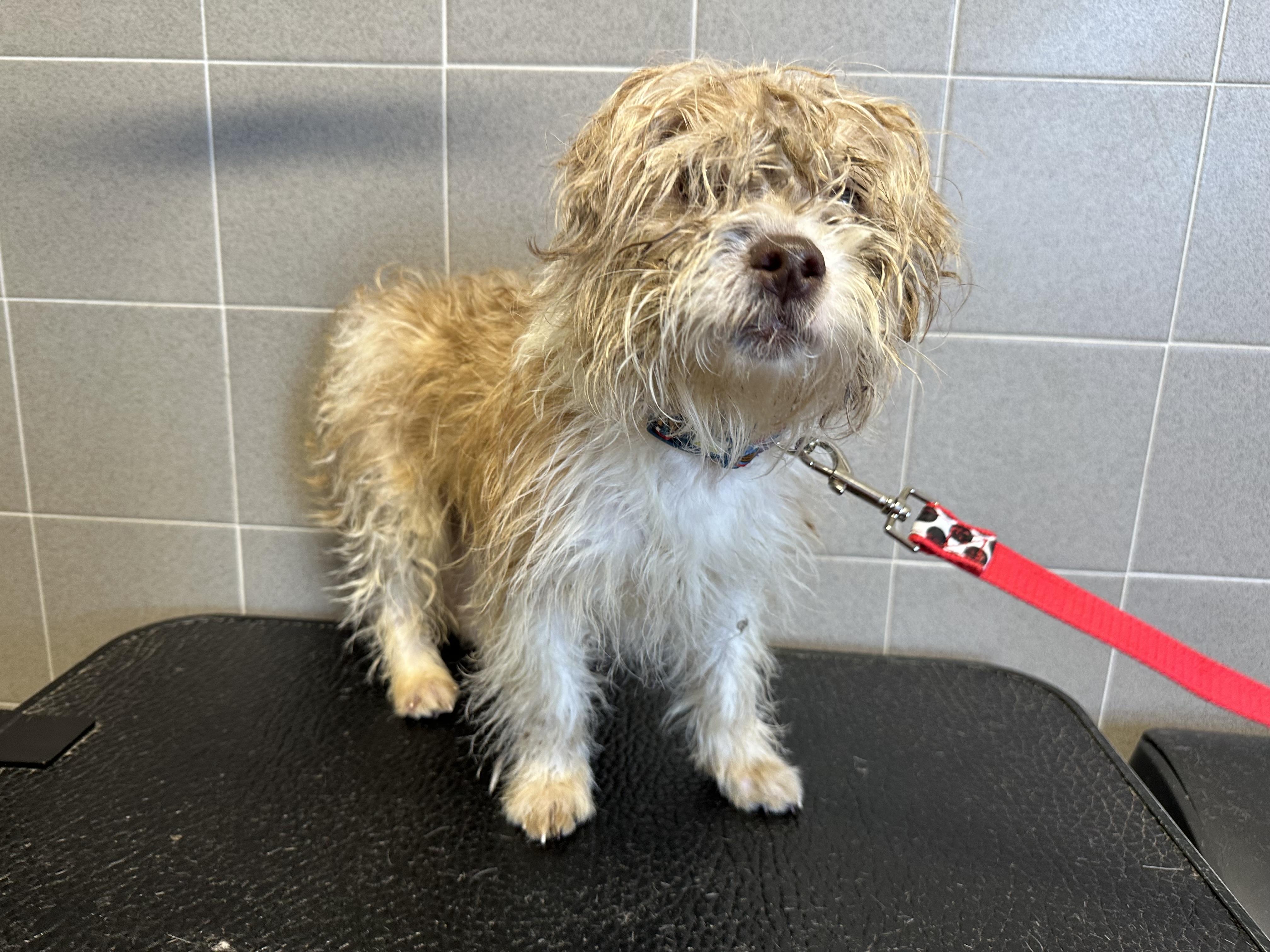 Bingo, an adopted mixed breed in Lawrenceville, GA image 6/6