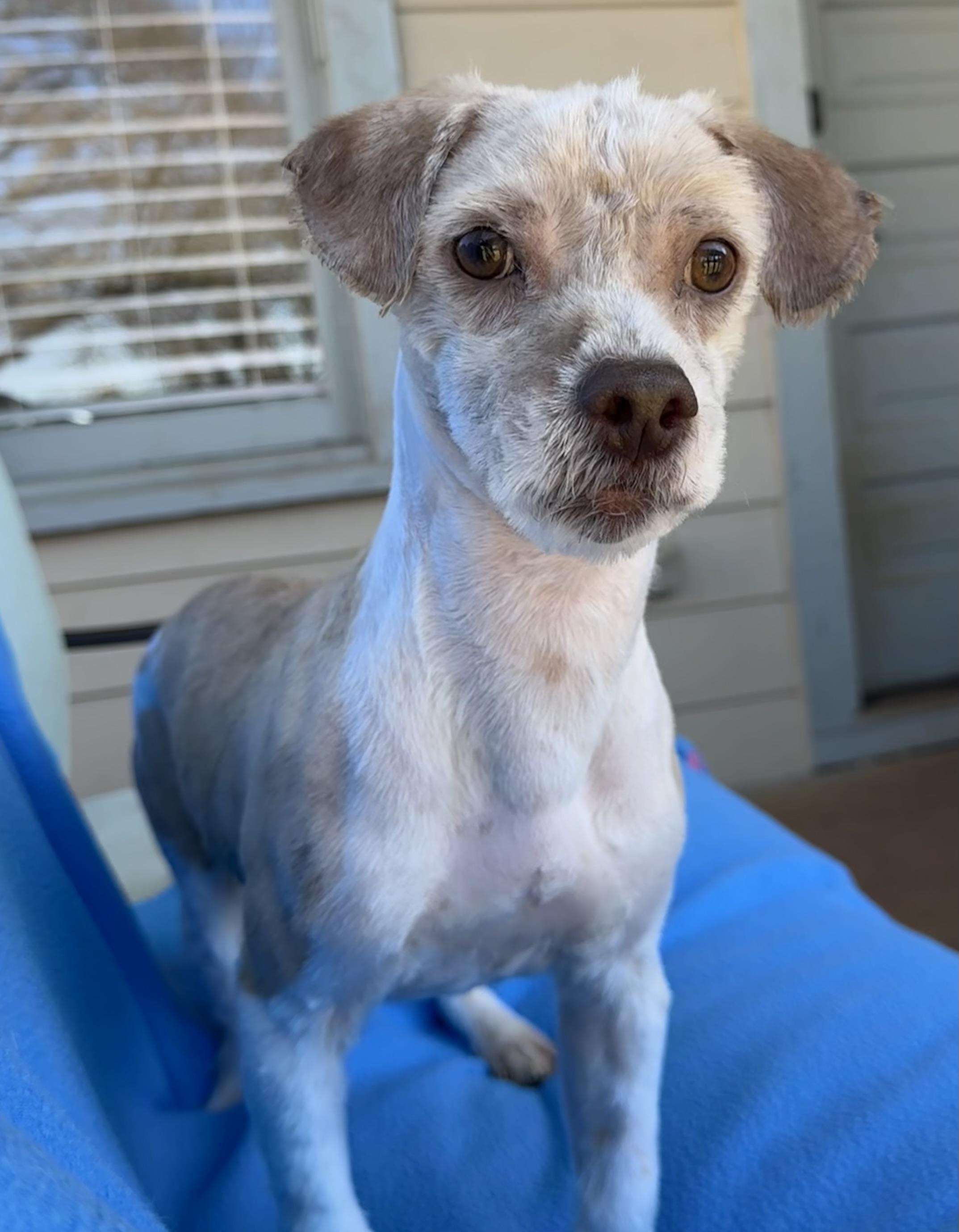 Bingo, an adopted mixed breed in Lawrenceville, GA image 4/6