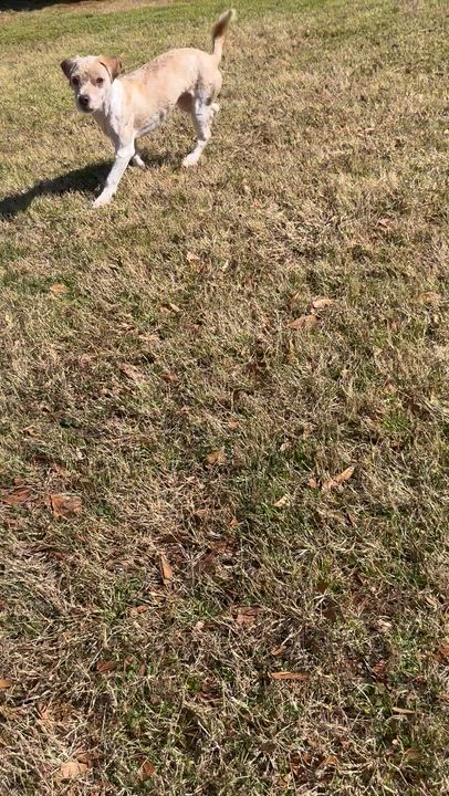 Enlarge Bingo, an adopted mixed breed in Lawrenceville, GA video 5/6