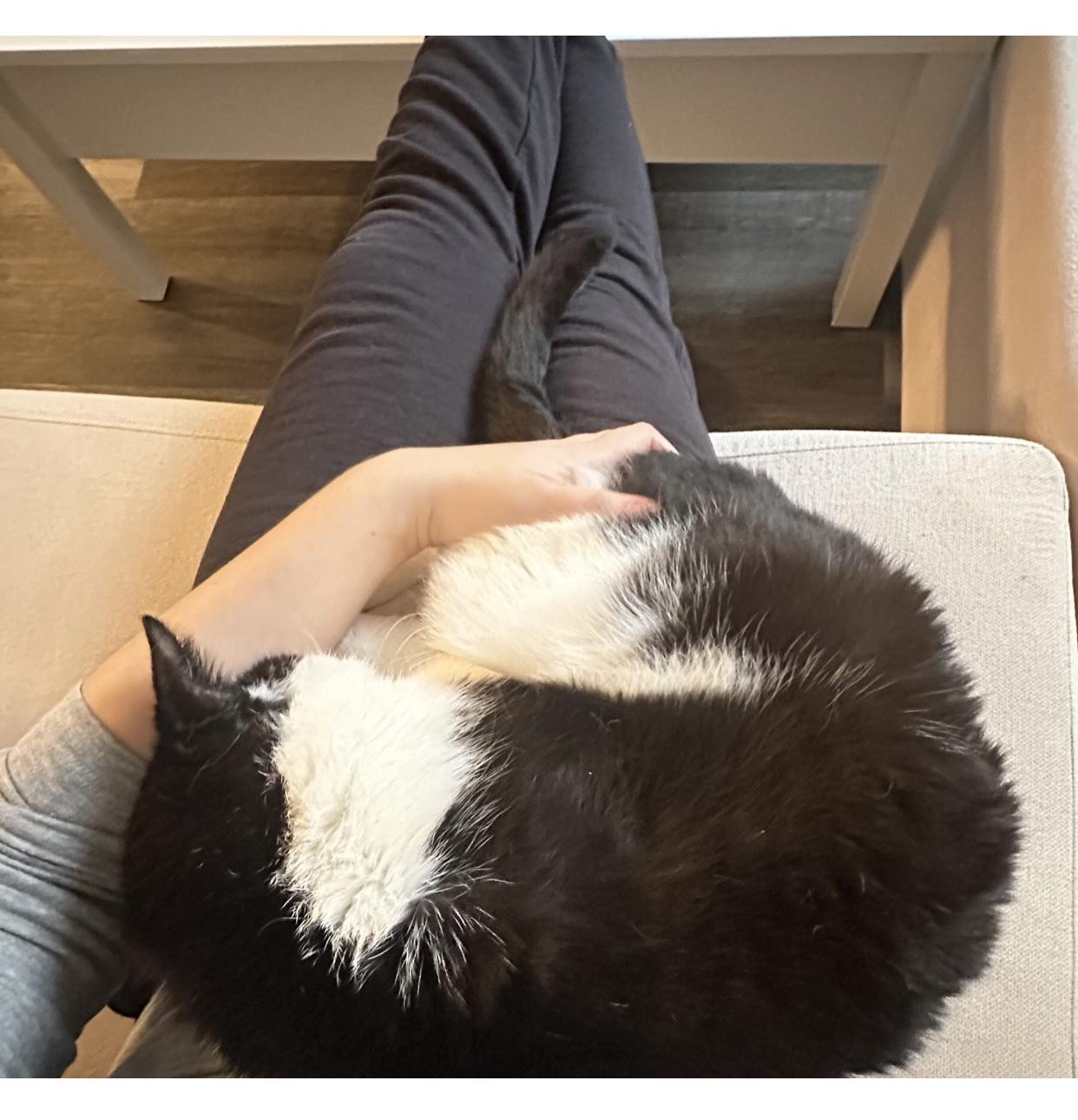 Enlarge Wilson the lover!, a Adoptable Domestic Short Hair in New York, NY image 4/6