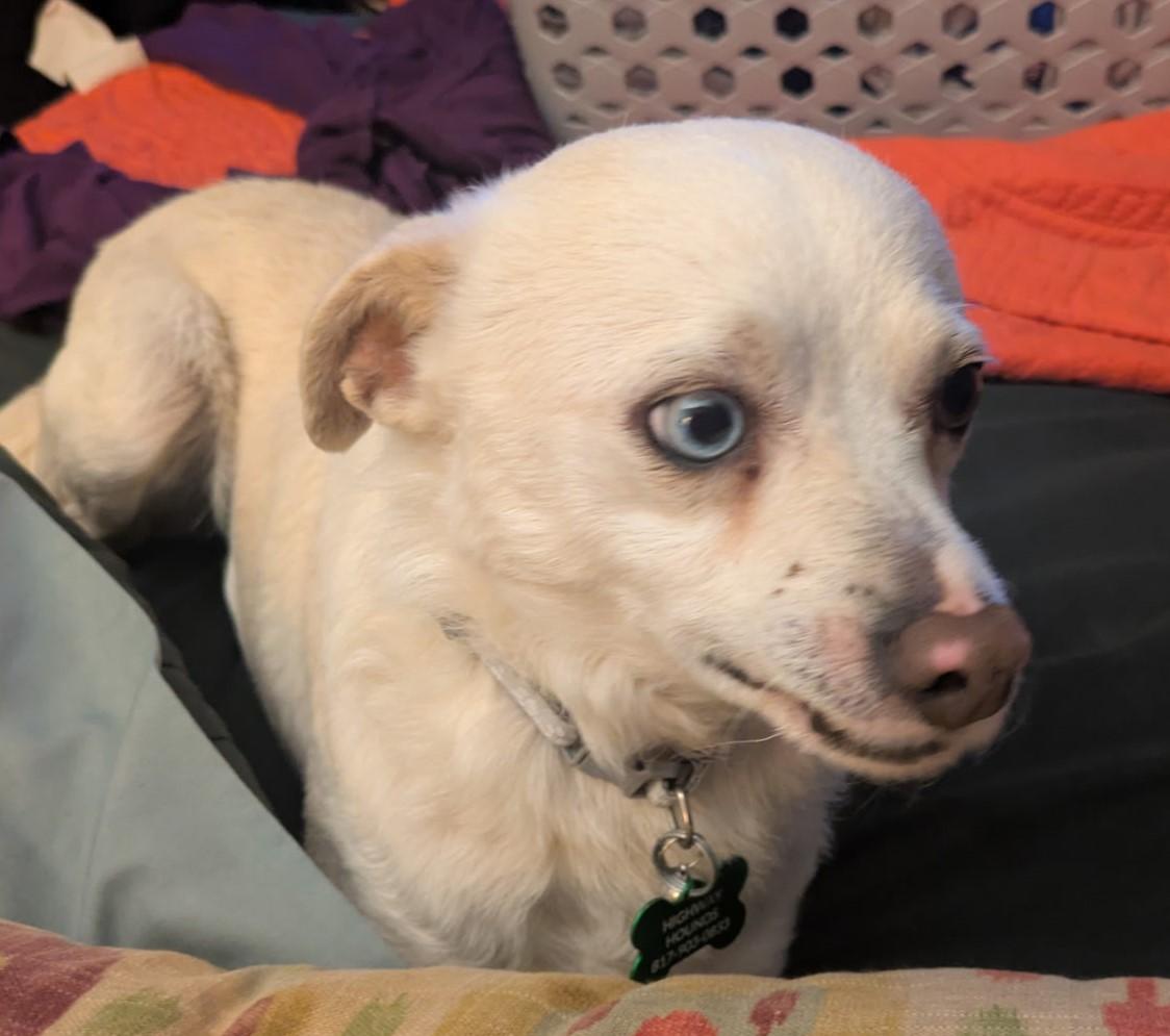 Enlarge BLU, an adopted mixed breed in fort worth, TX image 2/6