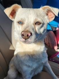 Enlarge BLU, an adopted mixed breed in fort worth, TX image 1/6