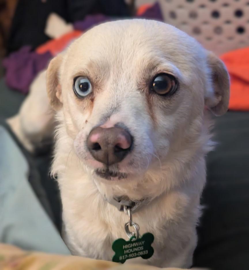 Enlarge BLU, an adopted mixed breed in fort worth, TX image 5/6