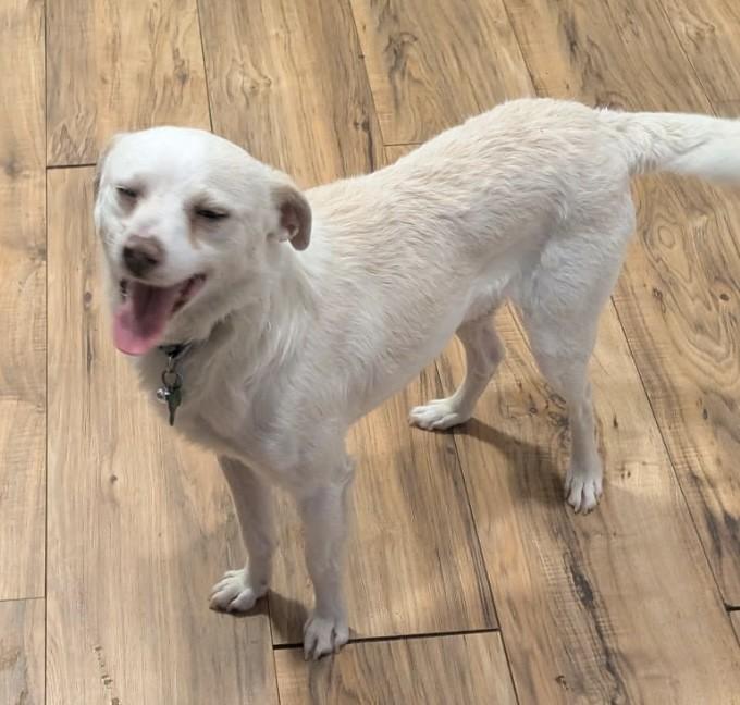 Enlarge BLU, an adopted mixed breed in fort worth, TX image 4/6