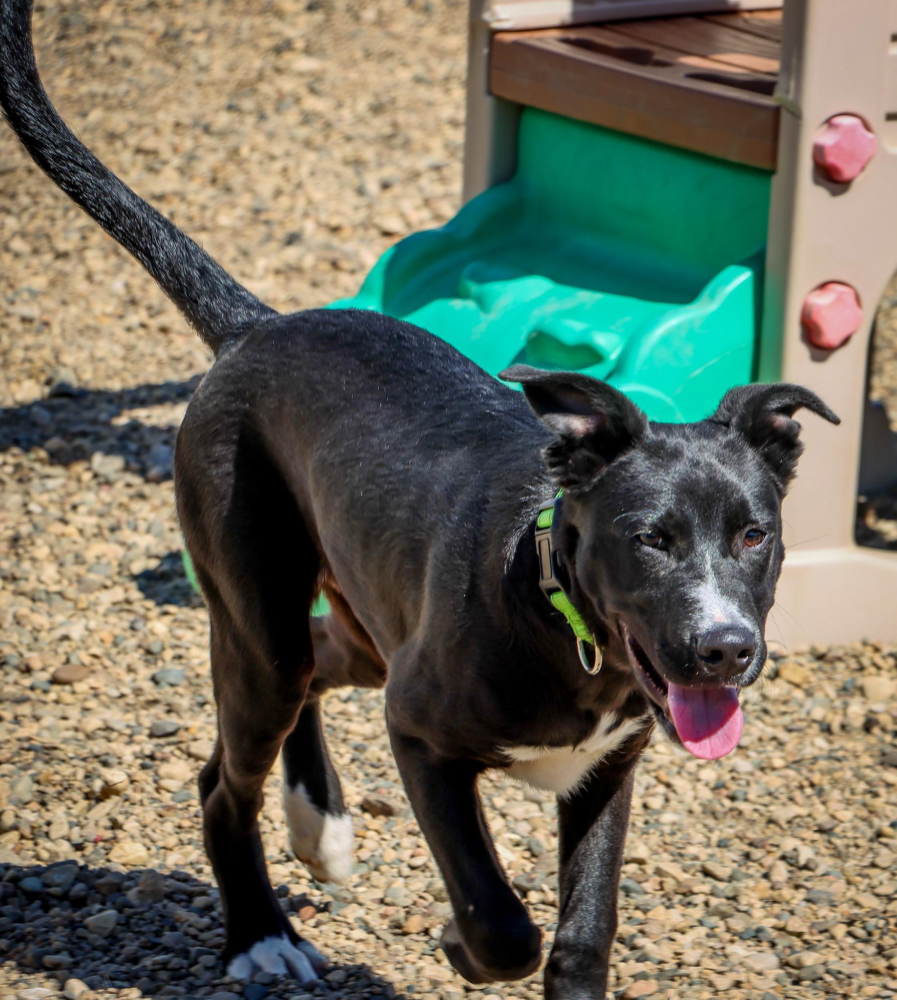 Dock, an adoptable Black Labrador Retriever in Pierre, SD, 57501 | Photo Image 1