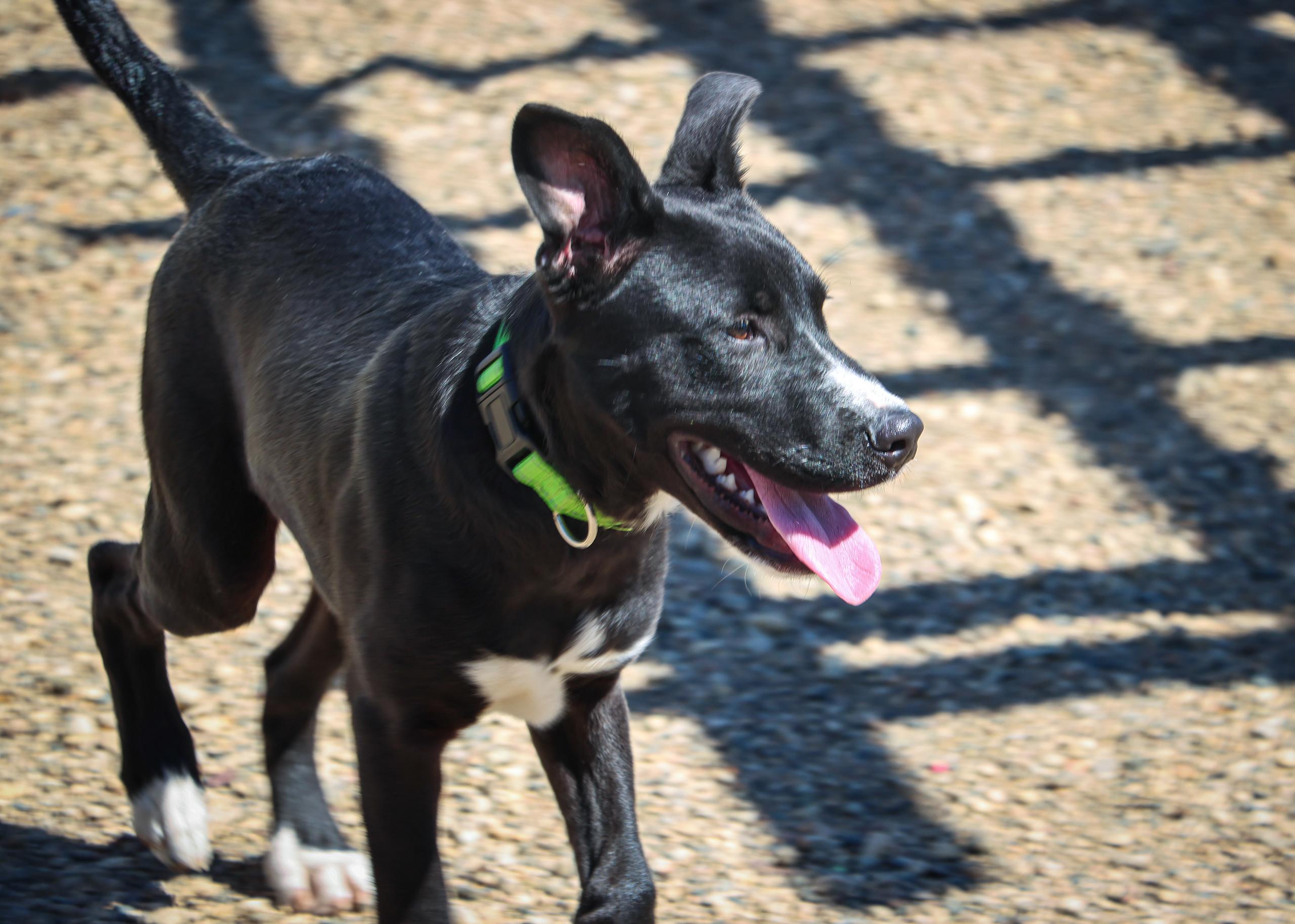 Dock, an adoptable Black Labrador Retriever in Pierre, SD, 57501 | Photo Image 2