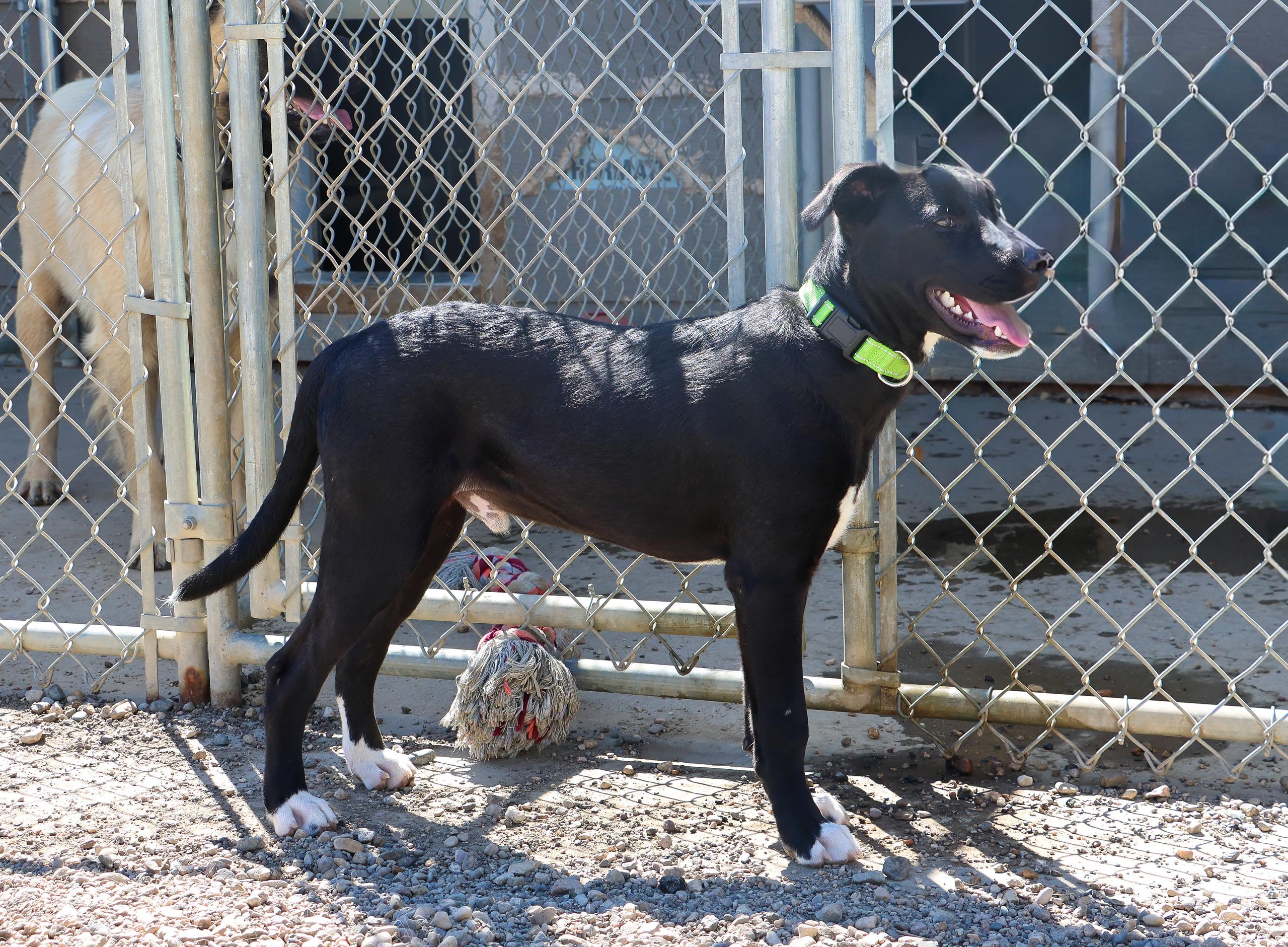 Dock, an adoptable Black Labrador Retriever in Pierre, SD, 57501 | Photo Image 3