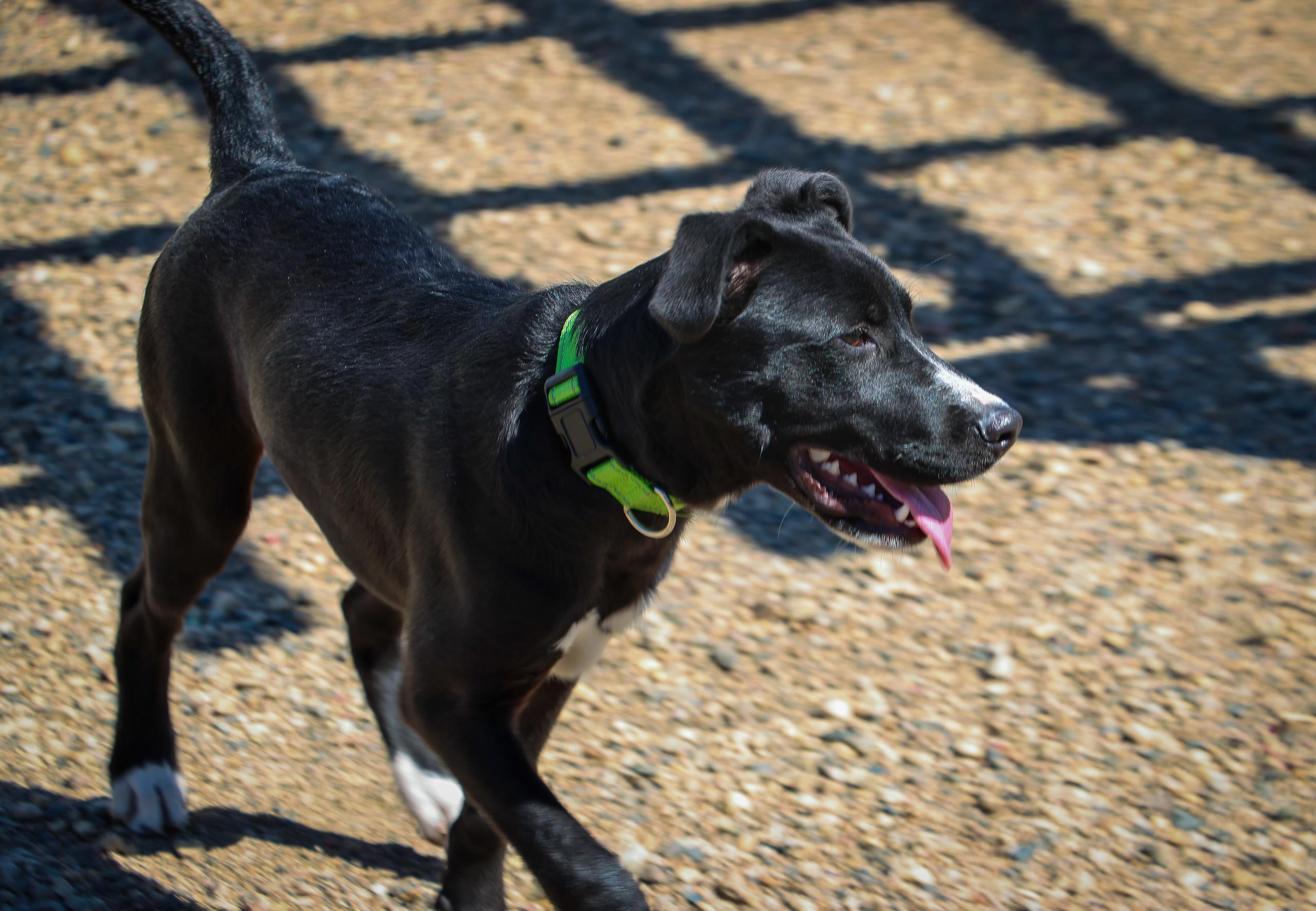 Dock, an adoptable Black Labrador Retriever in Pierre, SD, 57501 | Photo Image 5