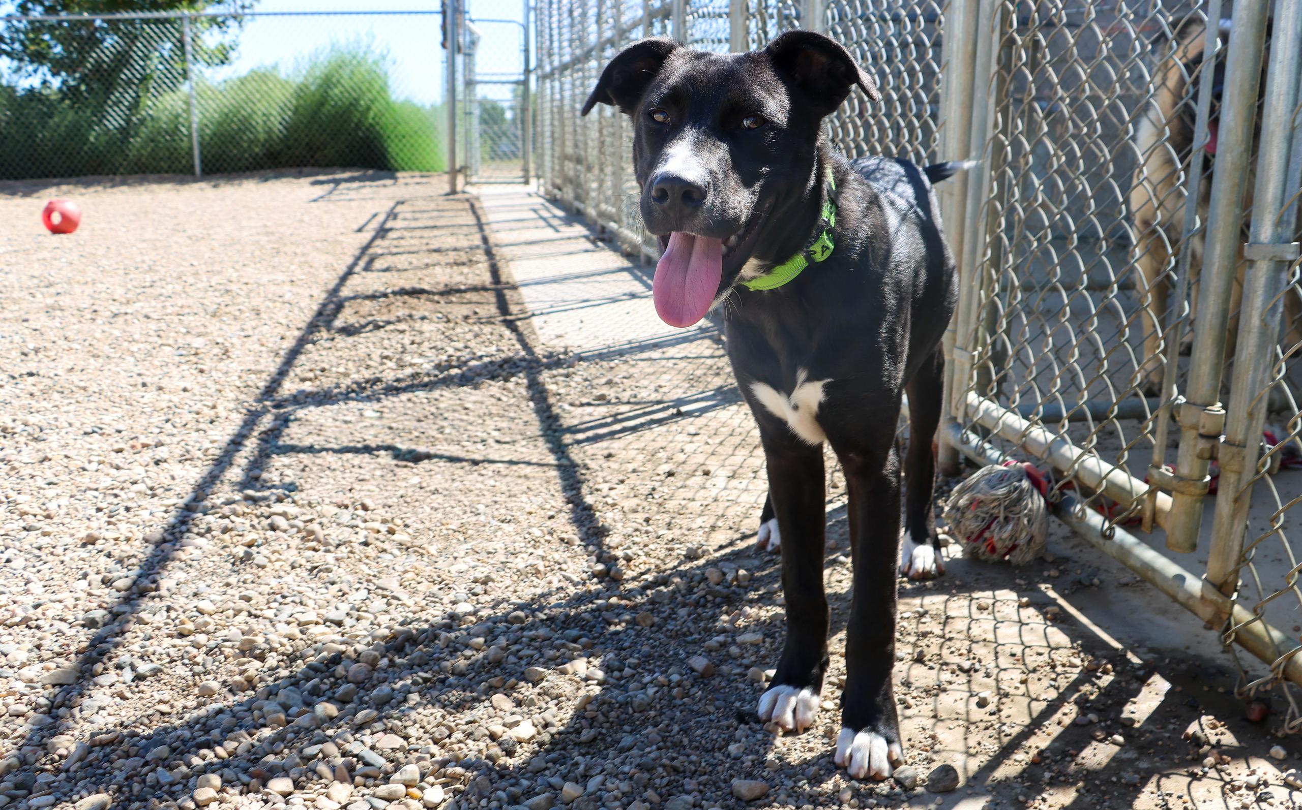 Dock, an adoptable Black Labrador Retriever in Pierre, SD, 57501 | Photo Image 4