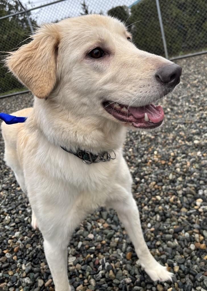 Enlarge Diamond #39592 (1 Years Old) , a ADOPTABLE mixed breed in Langley, BC image 3/3