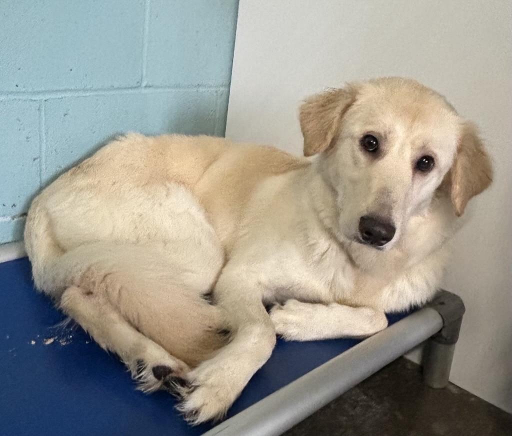 Enlarge Diamond #39592 (1 Years Old) , a ADOPTABLE mixed breed in Langley, BC image 1/3