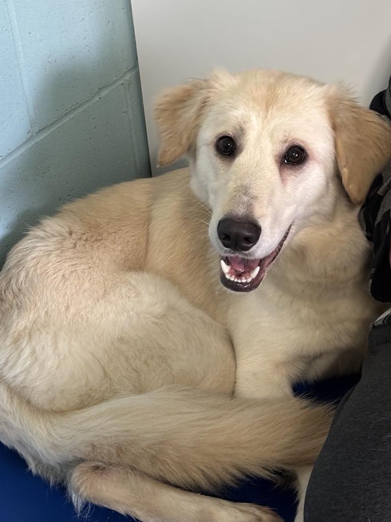 Diamond #39592 (1 Years Old) — thumbnail 3