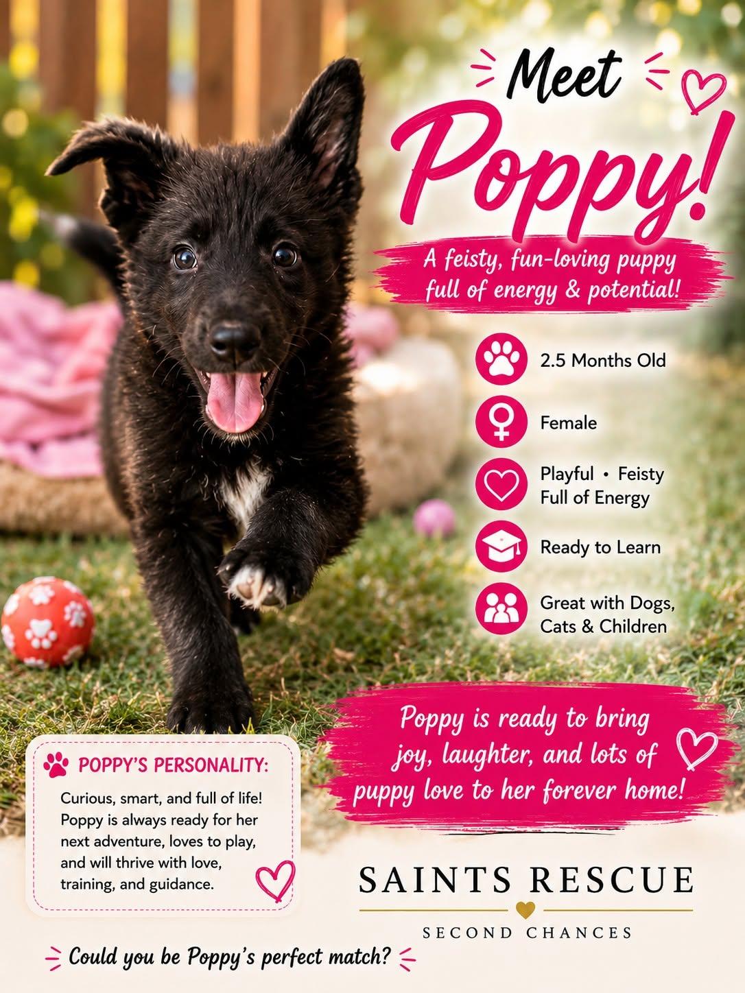 Enlarge POPPY, a Adoptable mixed breed in Weirton, WV image 1/1