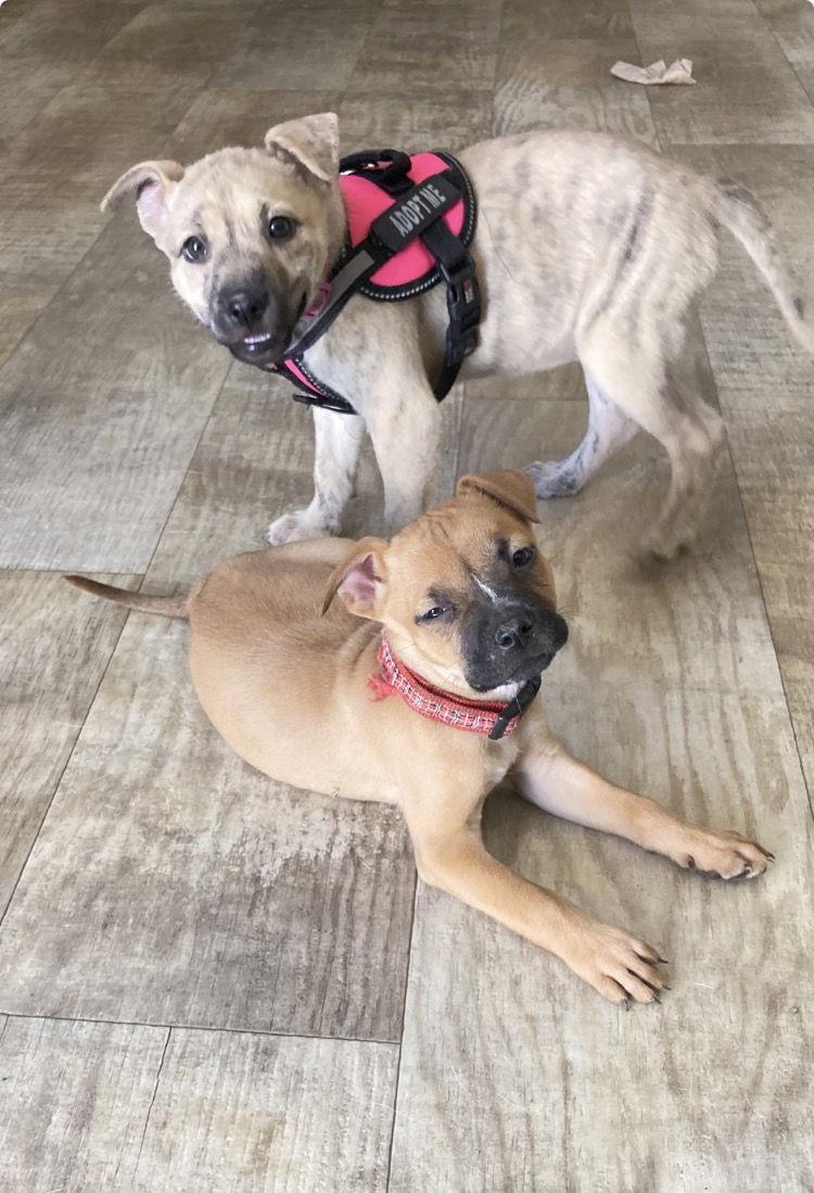 Silly, Adopted, Puppy Male Boxer & Terrier.