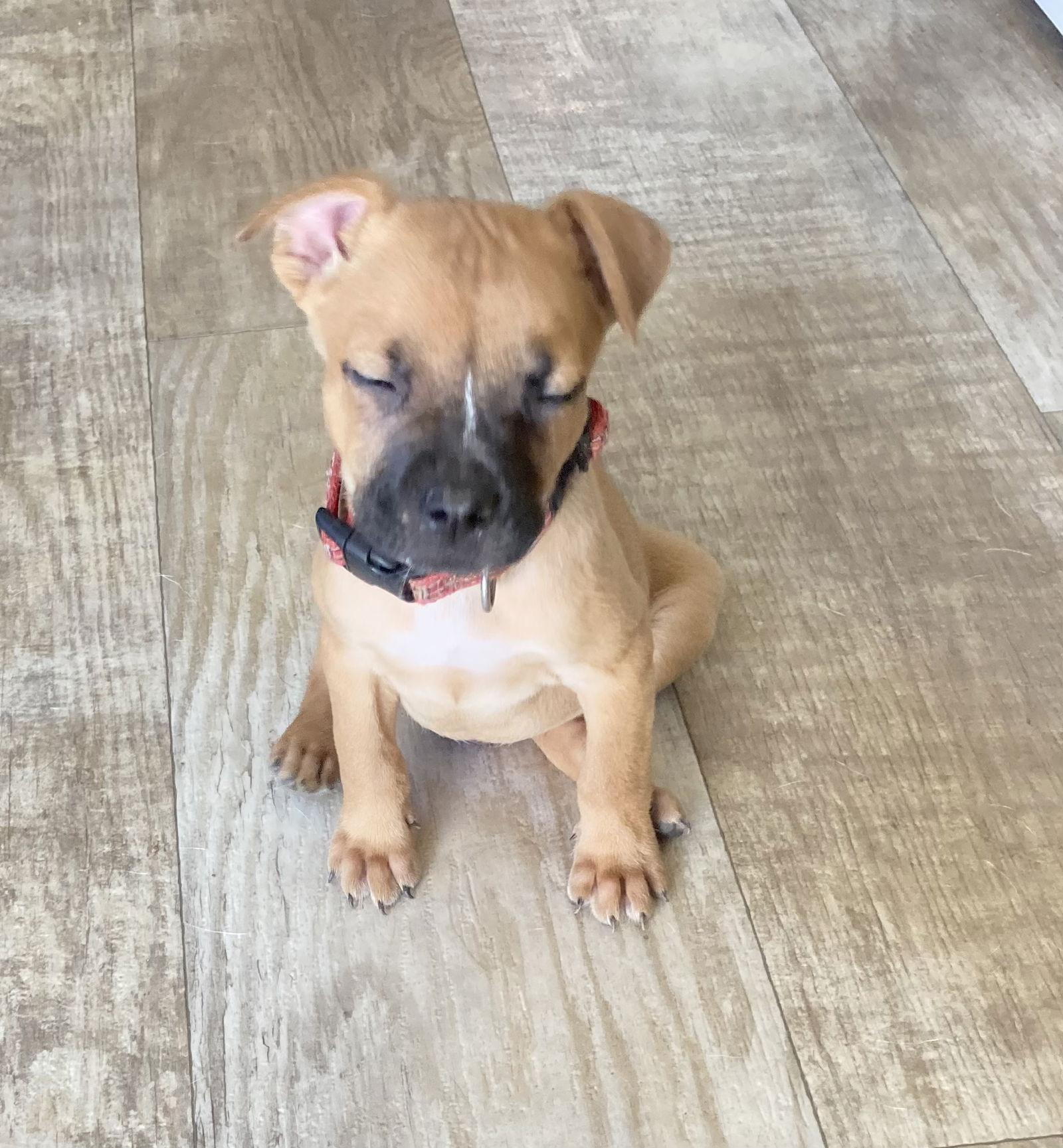 Enlarge Silly, a Adopted mixed breed in San Diego, CA image 2/3